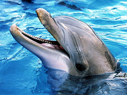 Лучший подарок  - Дайвинг с дельфинами Донецк