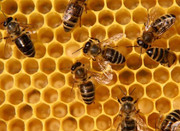 Продукты пчеловодства собранные с собственной пасеки