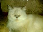 Персидска кошка,  колор-поинт