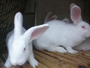 Продам кроликов-акселератов