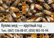 Куплю мед по Украине – (067) 136-08-07 – (050) 983-93-94