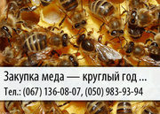 Закупка меда по Украине – (067) 136-08-07 – (050) 983-93-94