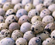 Инкубационные перепелиные яйца 