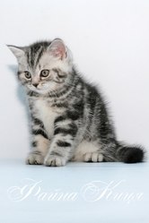 Мраморный серебристый котенок
