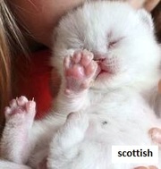 шотландские котята вислоухие,  хайленд,  страйт