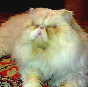 Персидский кот Экстремал приглашает на вязку