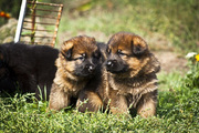 На продажу два шикарных щенка немецкой овчарки 