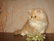 Замечательные котята персы