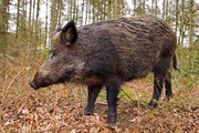 Дичь, Экологически чистое мясо диких животных из леса