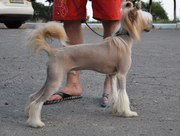 Китайская хохлатая собака