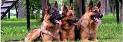 Охрана объектов служебными собаками