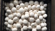 Продам шампиньоны со своей грибной фермы